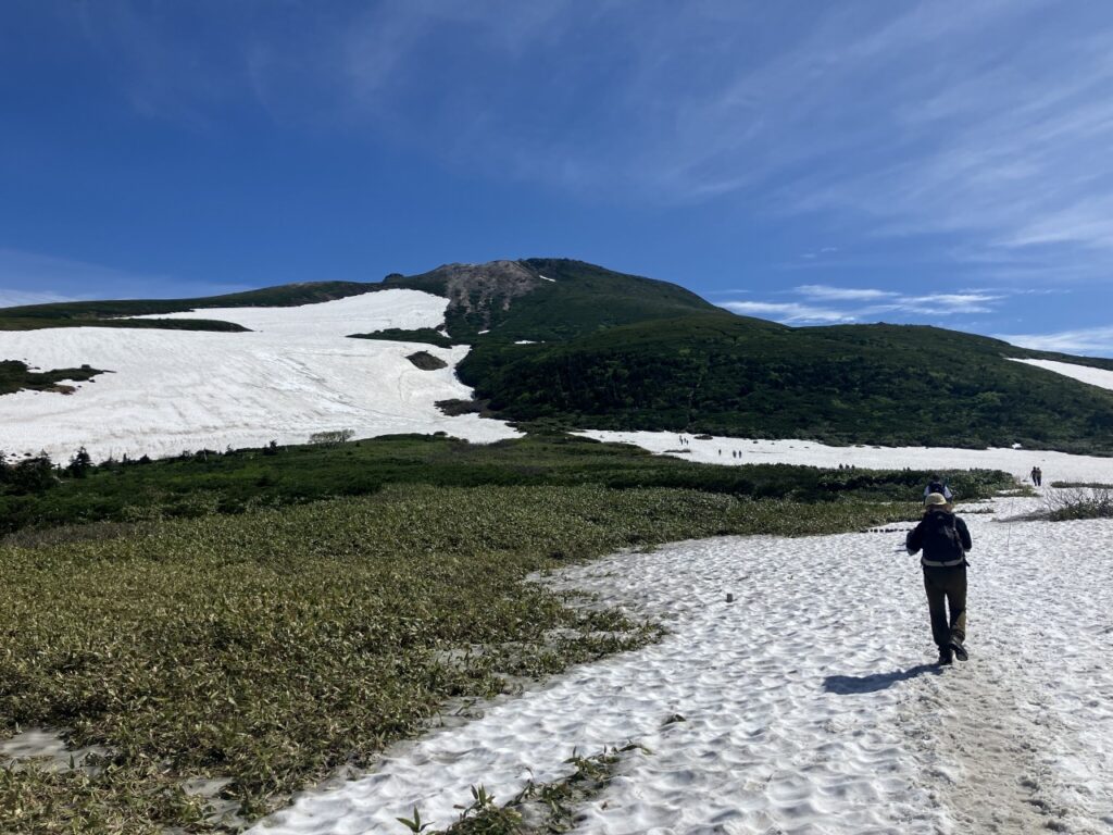 花と雪渓が競演する6月の白山 | 若駒山岳会